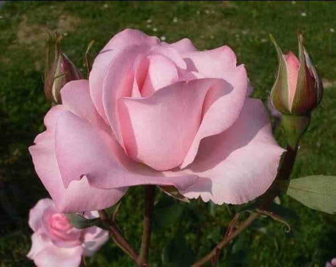 Screenshot_20260514_080118_WhatsApp